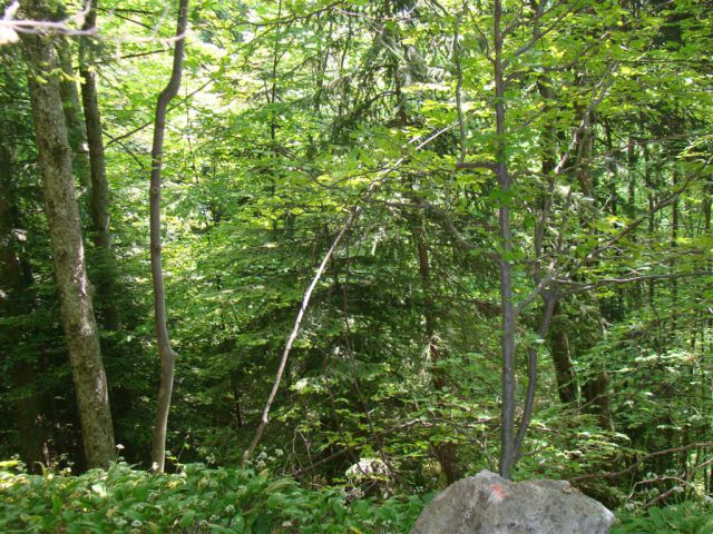 KONJIŠKA GORA, Stolpnik, 1012m) 22.5.2011 - foto