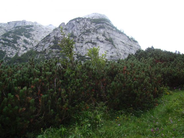 POHOD: VRATA-KRIŠKI PODI-VRŠIČ, 29.-31.7.2011 - foto