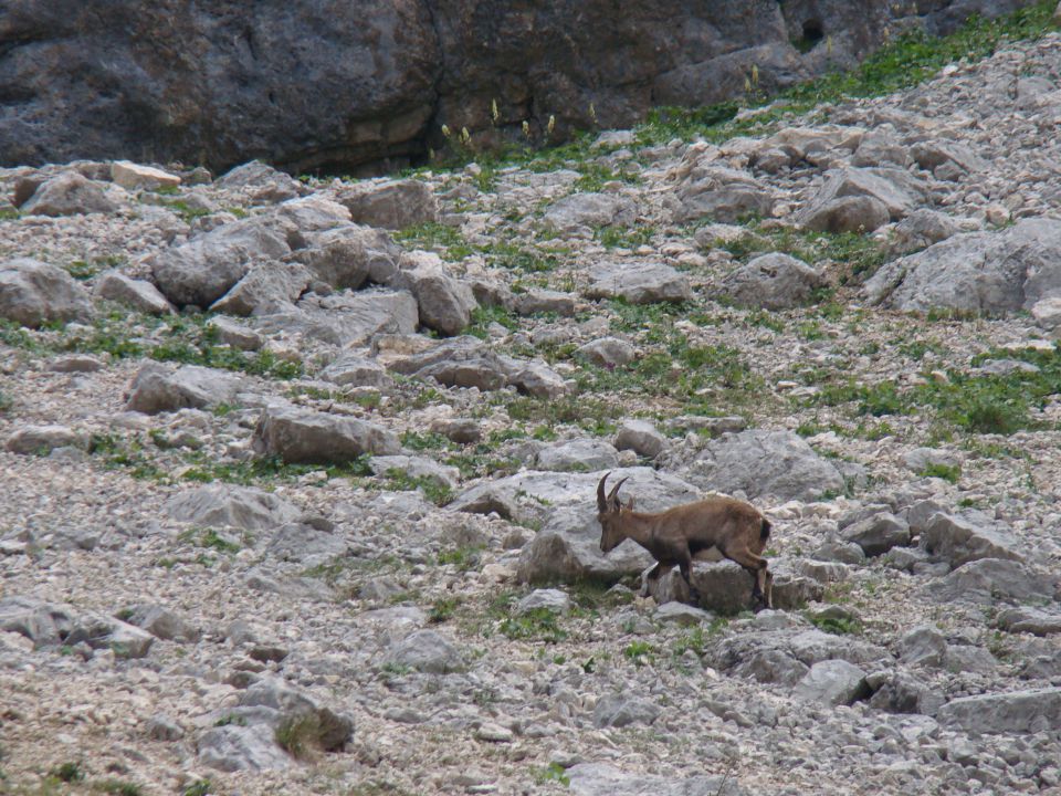 POHOD: VRATA-KRIŠKI PODI-VRŠIČ, 29.-31.7.2011 - foto povečava