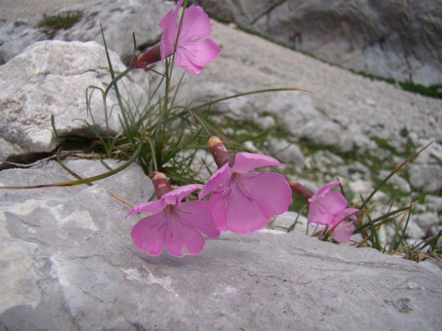 POHOD: VRATA-KRIŠKI PODI-VRŠIČ, 29.-31.7.2011 - foto