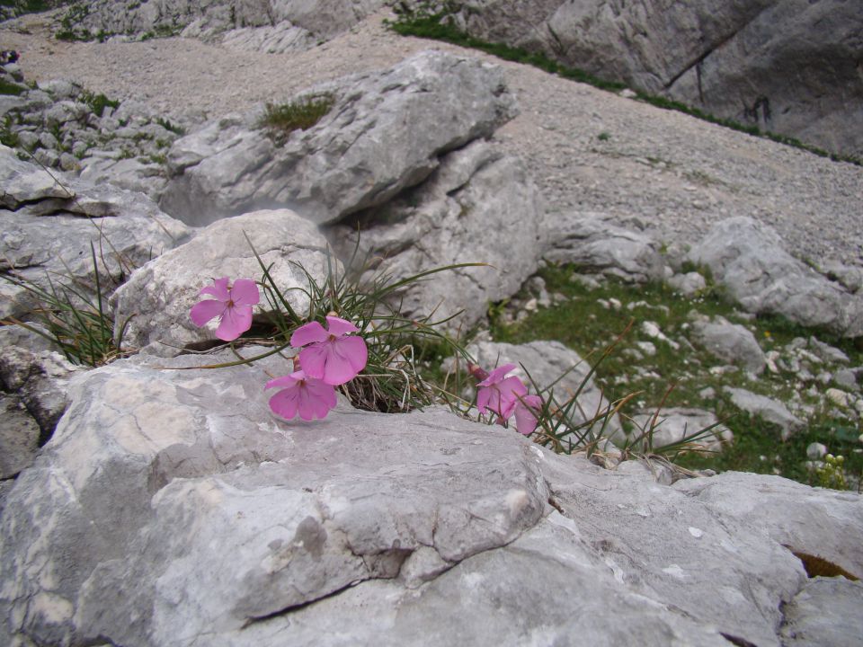 POHOD: VRATA-KRIŠKI PODI-VRŠIČ, 29.-31.7.2011 - foto povečava