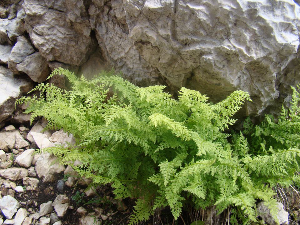 POHOD: VRATA-KRIŠKI PODI-VRŠIČ, 29.-31.7.2011 - foto povečava