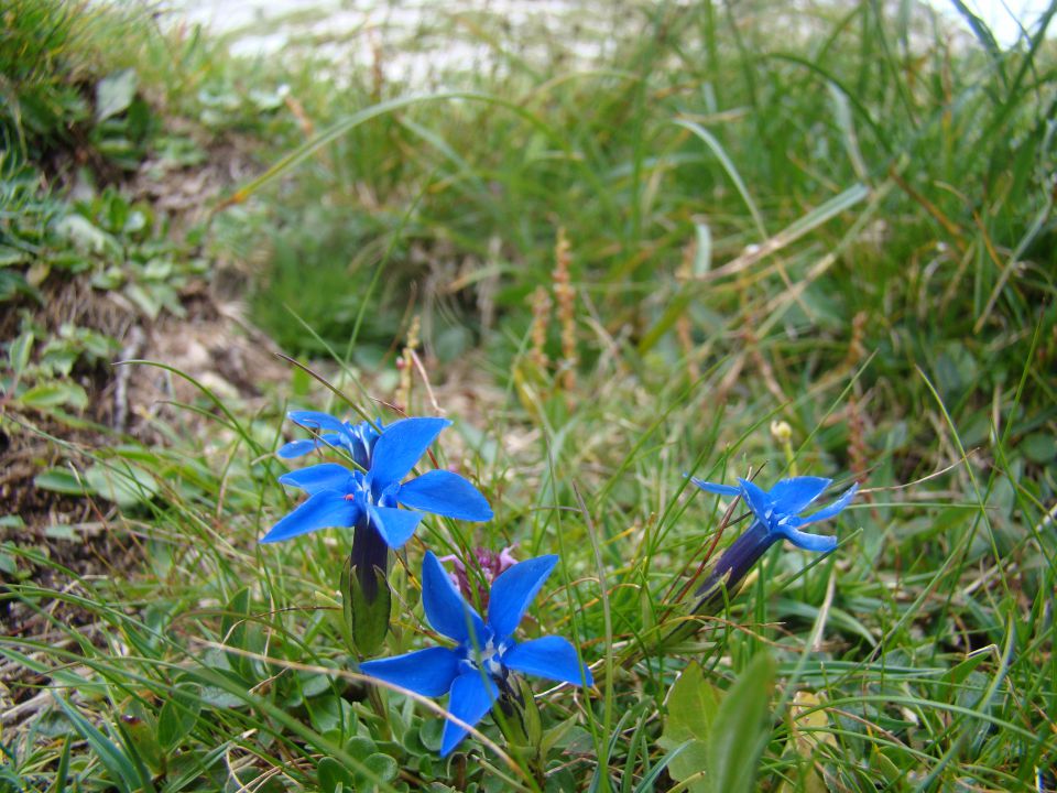 POHOD: VRATA-KRIŠKI PODI-VRŠIČ, 29.-31.7.2011 - foto povečava