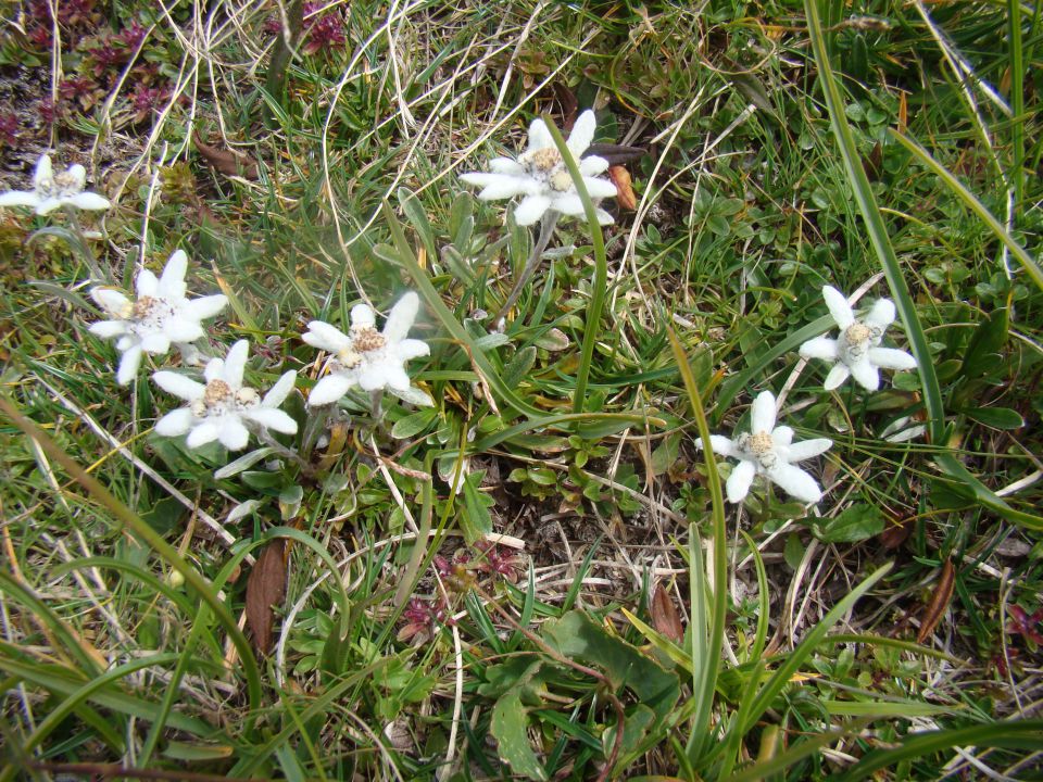 POHOD: VRATA-KRIŠKI PODI-VRŠIČ, 29.-31.7.2011 - foto povečava