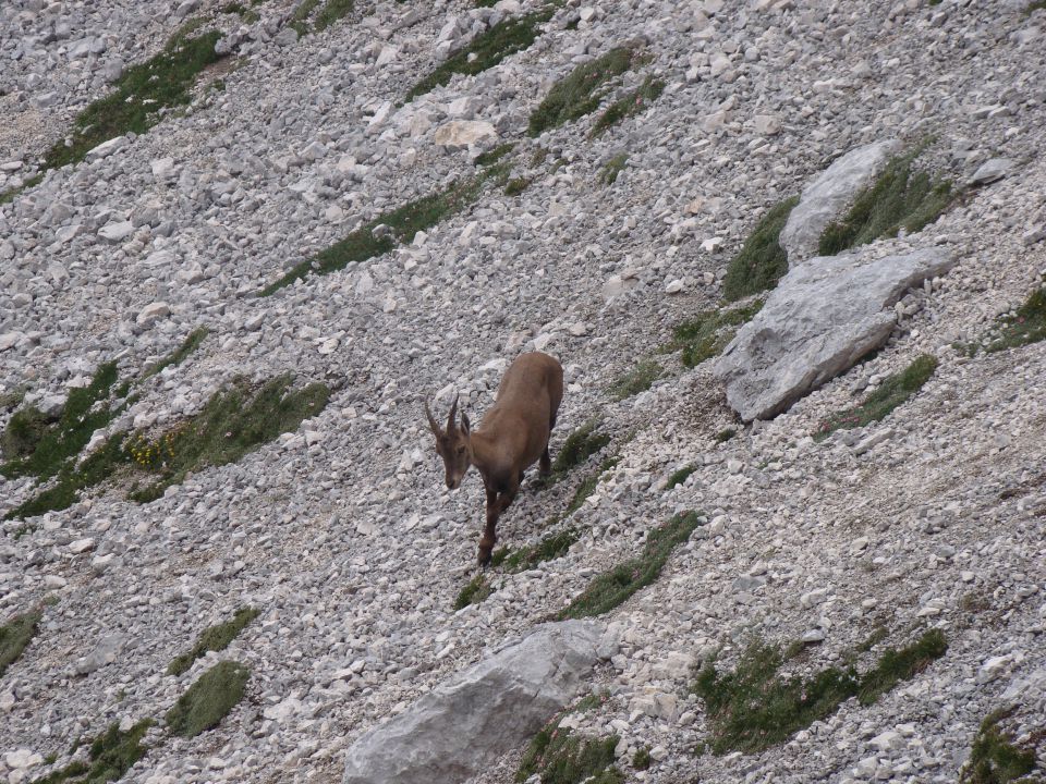 POHOD: VRATA-KRIŠKI PODI-VRŠIČ, 29.-31.7.2011 - foto povečava