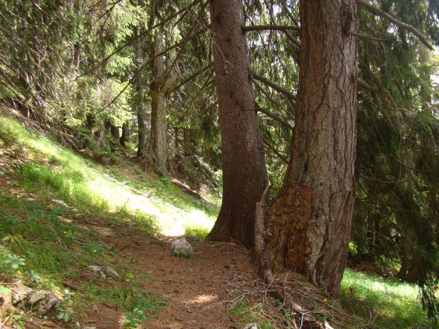 POHOD: VRATA-KRIŠKI PODI-VRŠIČ, 29.-31.7.2011 - foto