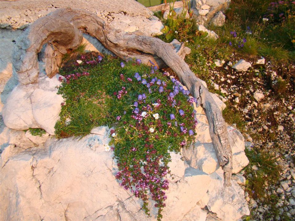 JALOVEC, 2645 m, 14-15.8.2011 - foto povečava