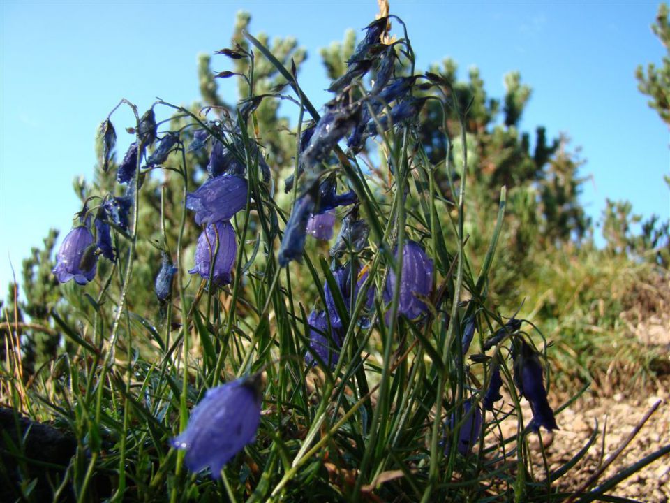 STOL, 2236 m, 20.8.2011  - foto povečava