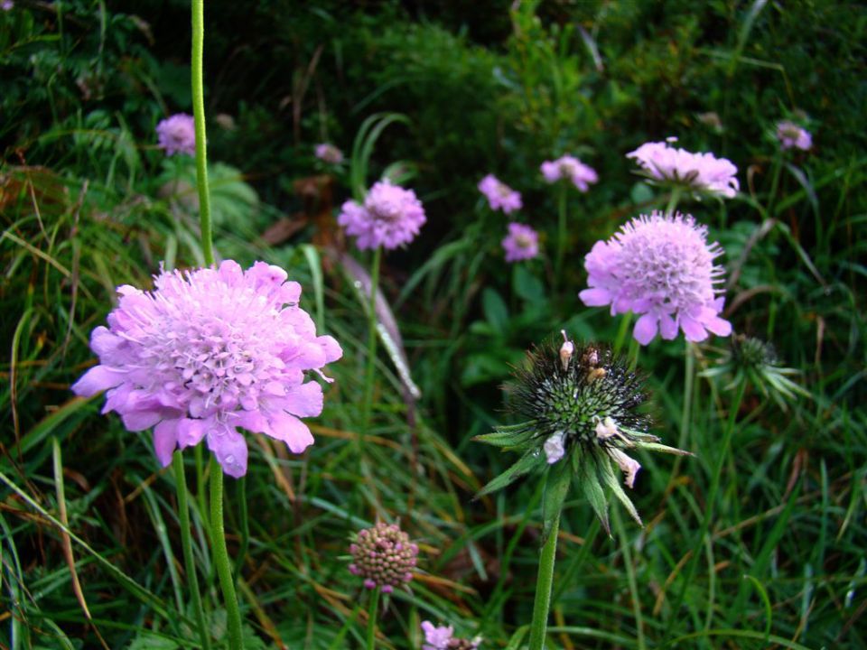 STOL, 2236 m, 20.8.2011  - foto povečava