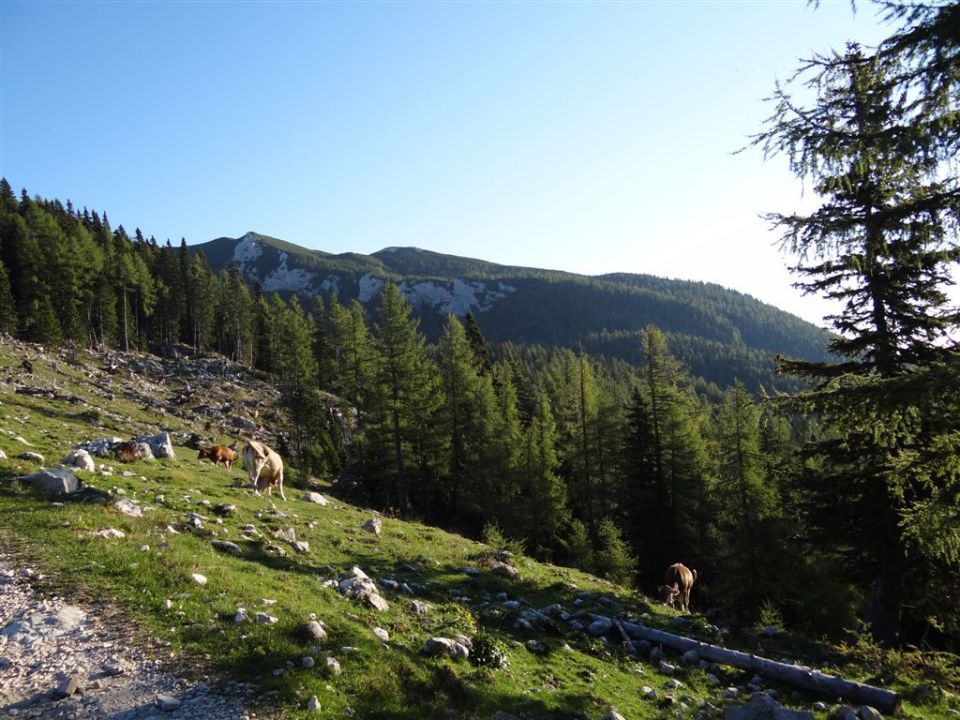 OJSTRICA, 2350 m, 11.9.2011 - foto povečava