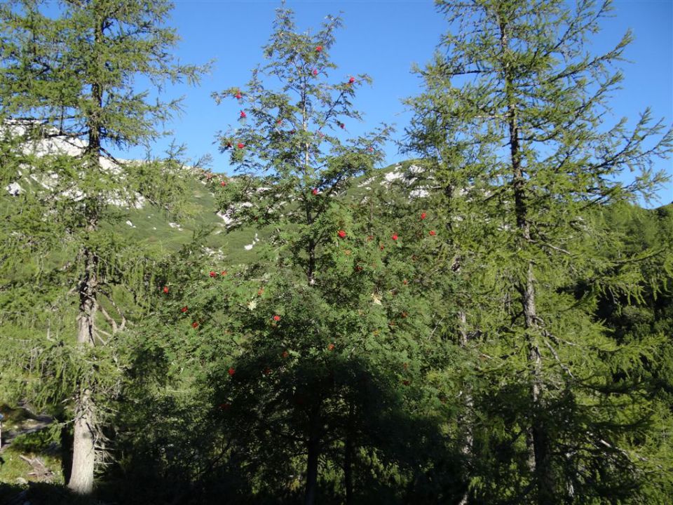 OJSTRICA, 2350 m, 11.9.2011 - foto povečava