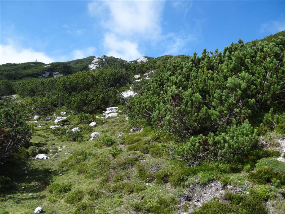 OJSTRICA, 2350 m, 11.9.2011 - foto povečava