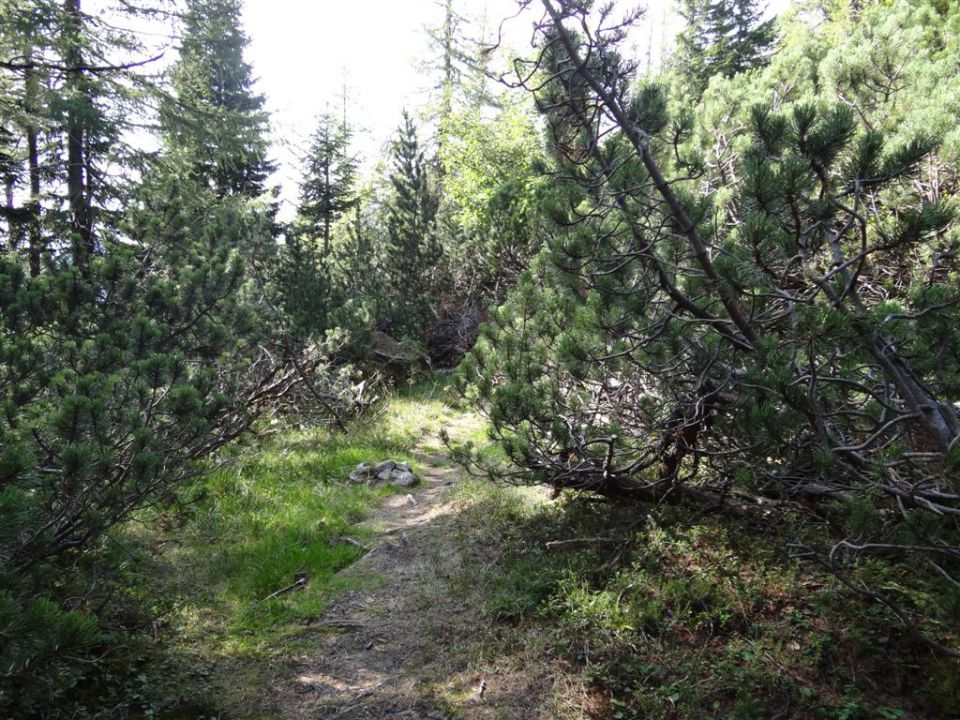 OJSTRICA, 2350 m, 11.9.2011 - foto povečava