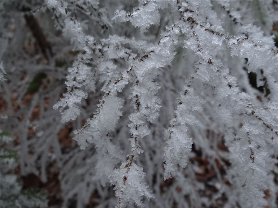 KRIM, 1107 m, 27.11.2011 - foto povečava