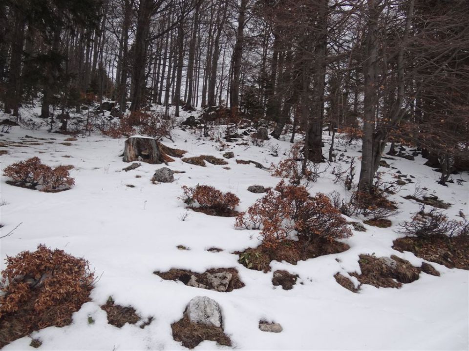 MENINA PLANINA, 26.12.2011  - foto povečava