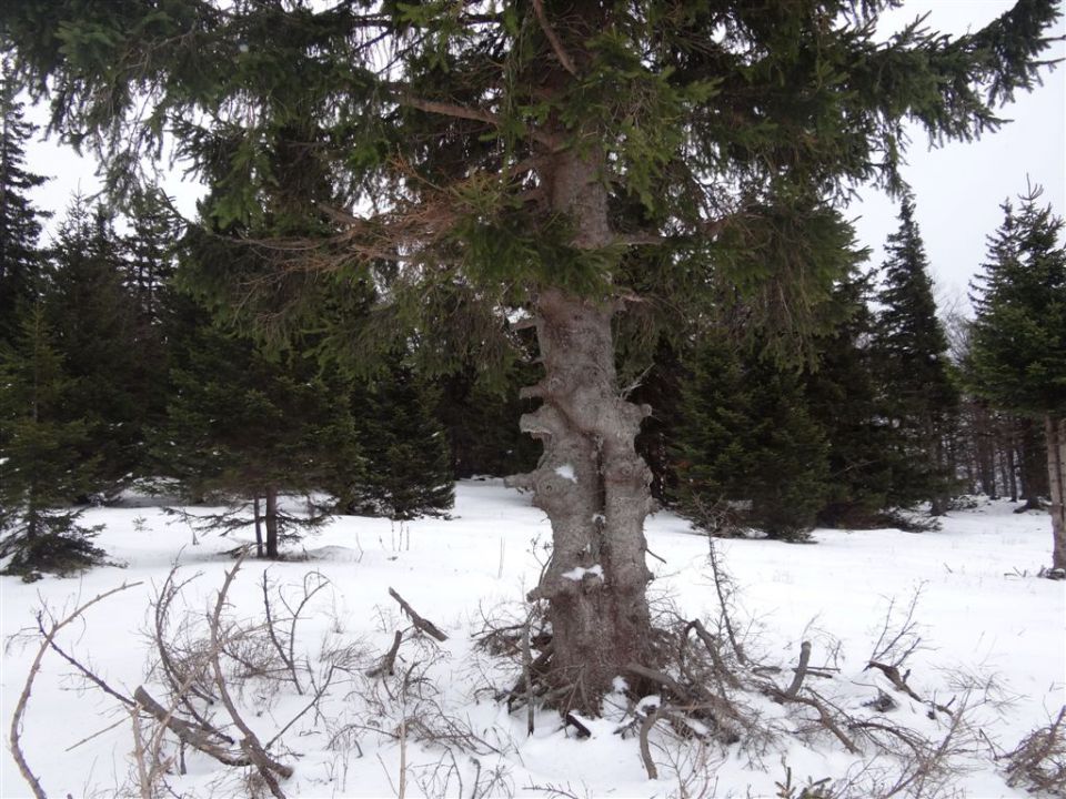 MENINA PLANINA, 26.12.2011  - foto povečava