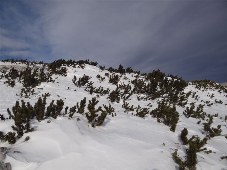 PECA, 2125m, 8.1.2012 - foto povečava