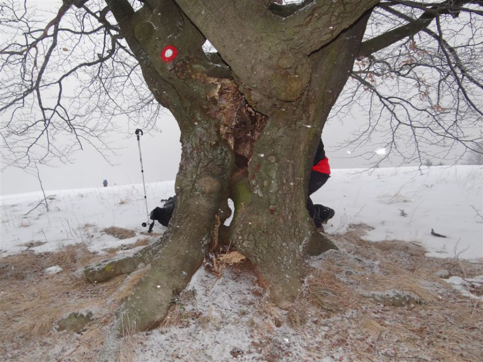 MRZLICA, 1122 m, 29.1.2012 - foto povečava