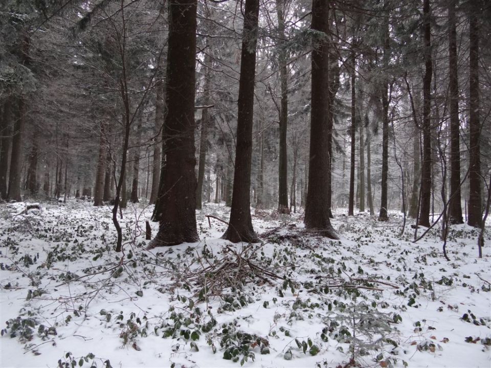 MRZLICA, 1122 m, 29.1.2012 - foto povečava