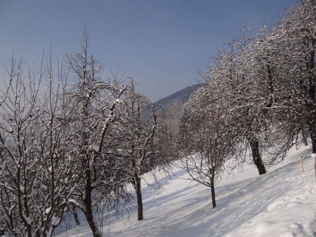 Žekovec - Mozirska koča - Golte, 8.2.2012 - foto