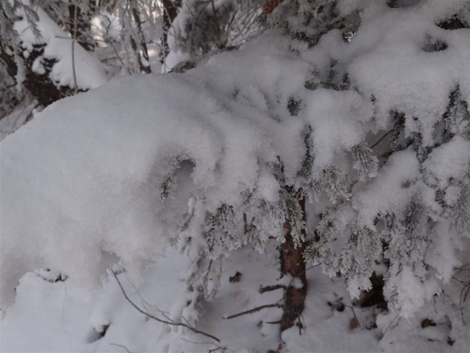 Žekovec - Mozirska koča - Golte, 8.2.2012 - foto povečava