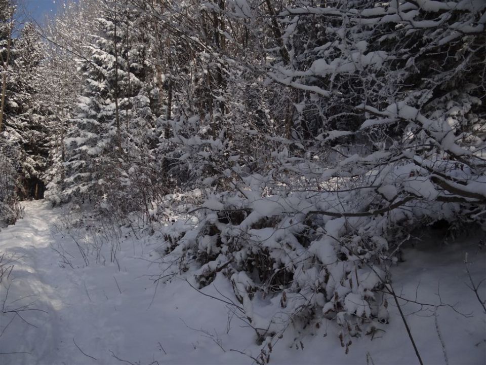 Žekovec - Mozirska koča - Golte, 8.2.2012 - foto povečava