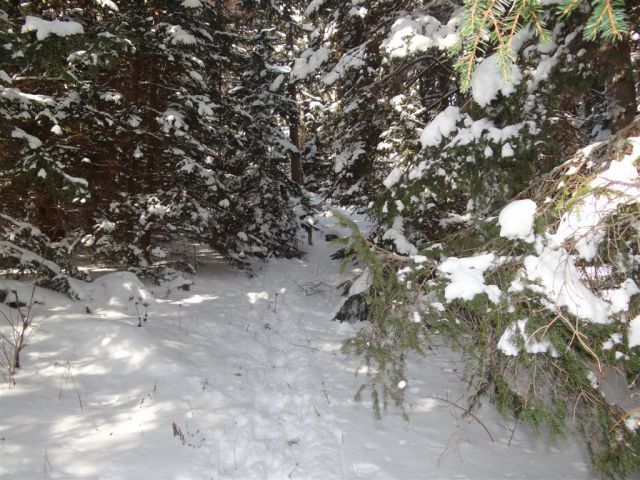 Žekovec - Mozirska koča - Golte, 8.2.2012 - foto