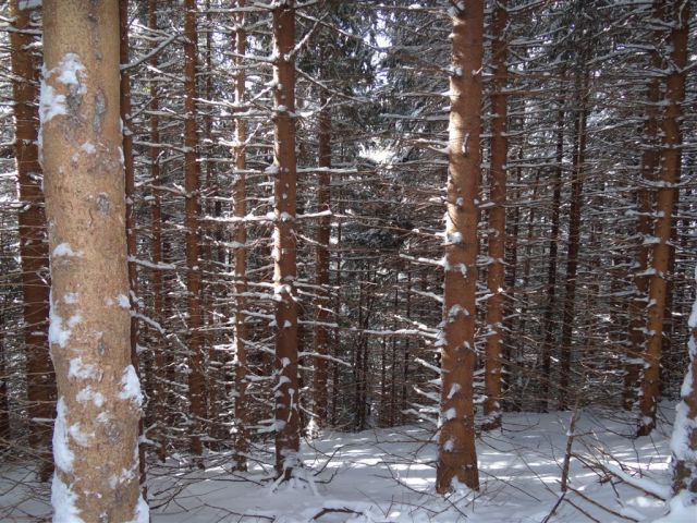 Žekovec - Mozirska koča - Golte, 8.2.2012 - foto