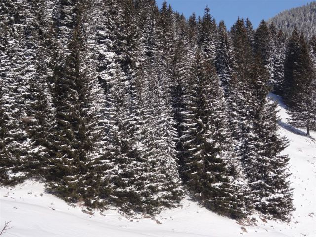 Žekovec - Mozirska koča - Golte, 8.2.2012 - foto