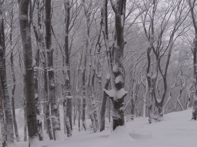 BOČ, 978 m v snegu, 12.2.2012 - foto