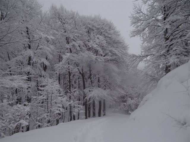 BOČ, 978 m v snegu, 12.2.2012 - foto
