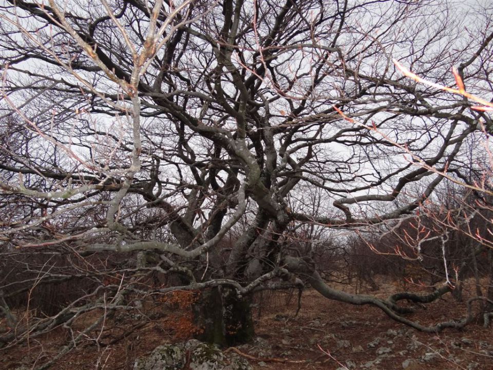 SLAVNIK,1028m in VREMŠČICA,1027m, 18.3.2012 - foto povečava