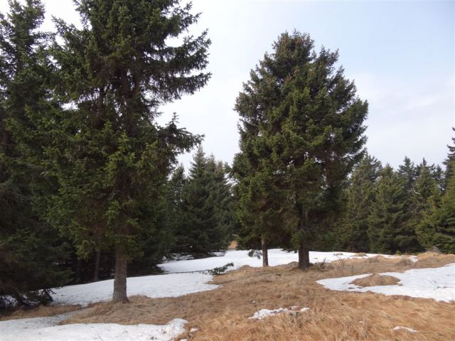 KOŠENJAK, 1522m in URŠLJA GORA, 1699 m - foto