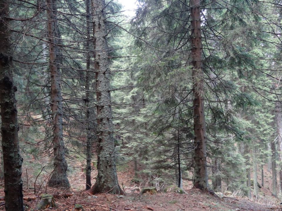 KOŠENJAK, 1522m in URŠLJA GORA, 1699 m - foto povečava