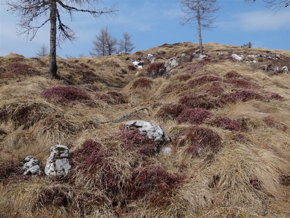 KOŠENJAK, 1522m in URŠLJA GORA, 1699 m - foto povečava