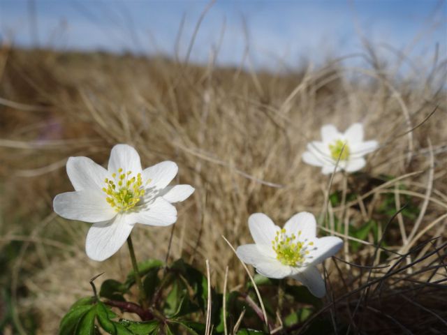 KAŠNA PL.- LEPENATKA-VELIKI ROGATEC,29.4.2012 - foto