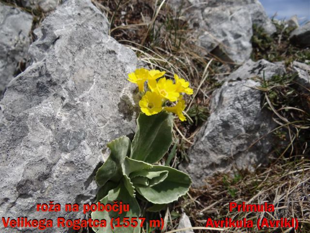 KAŠNA PL.- LEPENATKA-VELIKI ROGATEC,29.4.2012 - foto