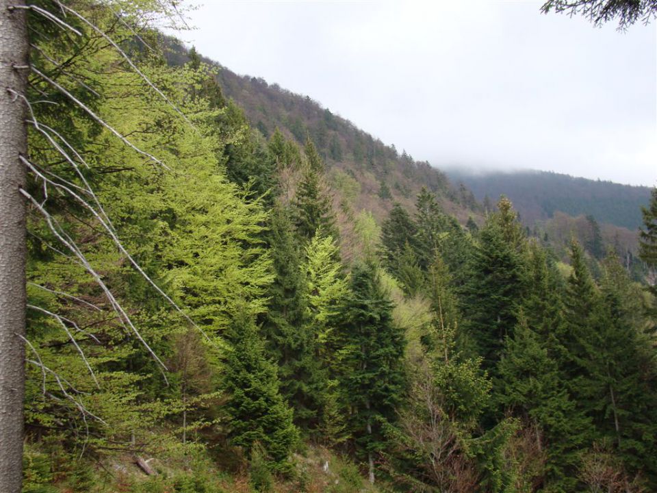 Mače-dom na Kališču (1540m)-Mače, 6.5.2012 - foto povečava