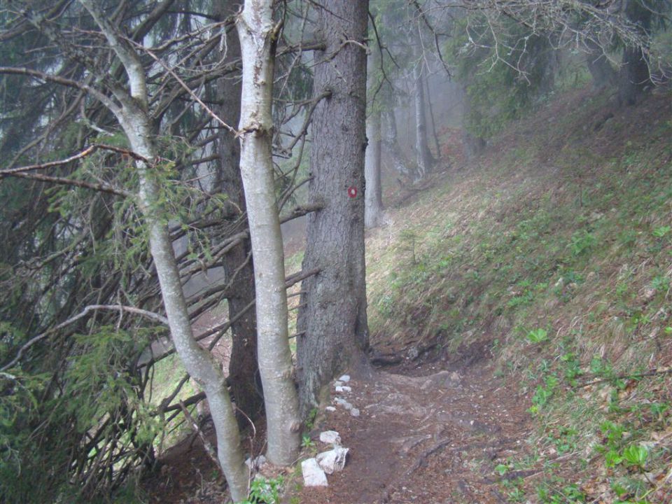 Mače-dom na Kališču (1540m)-Mače, 6.5.2012 - foto povečava