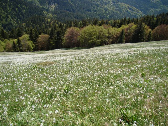 STRUŠKA PLANINA (1944m) in GOLICA (1834m) - foto