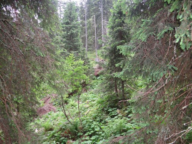 Mala TIČARICA, 2071 m, 25.6.2012 - foto