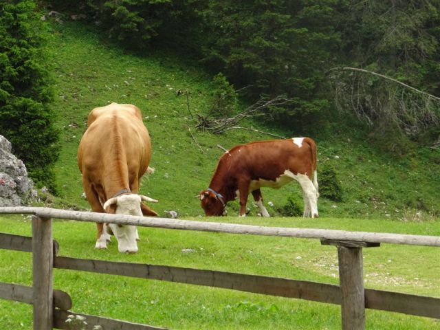 Mala TIČARICA, 2071 m, 25.6.2012 - foto