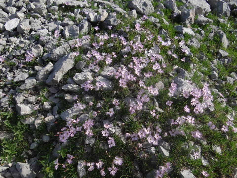 STOL, 2236 m, 1.7.2012  - foto povečava