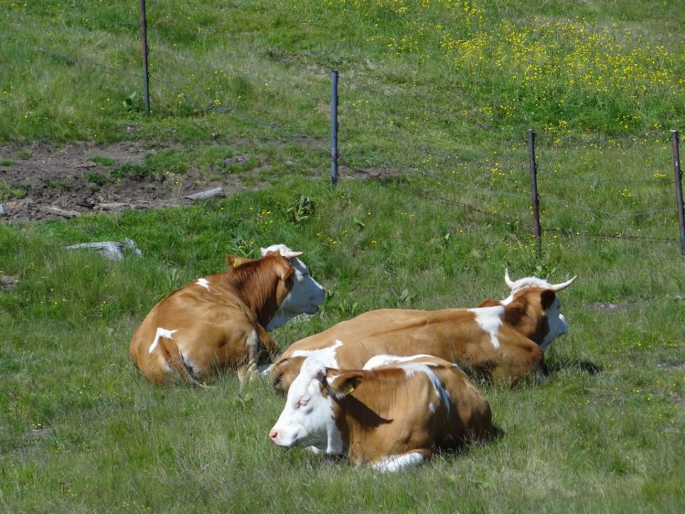 VELIKA in MALA PLANINA, 30.6.2012 - foto povečava