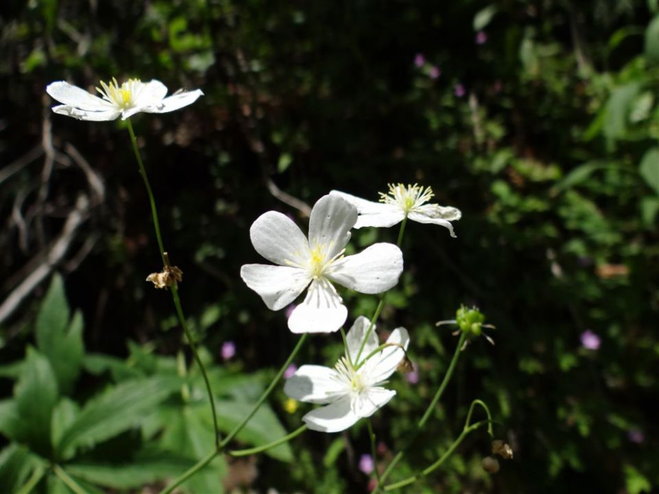 VELIKA in MALA PLANINA, 30.6.2012 - foto povečava