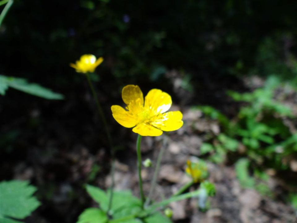 VELIKA in MALA PLANINA, 30.6.2012 - foto povečava