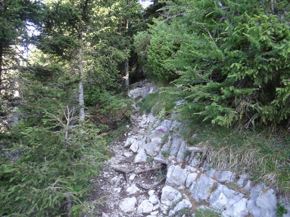 OLJŠEVA, 1929 m, 8.7.2012 - foto povečava