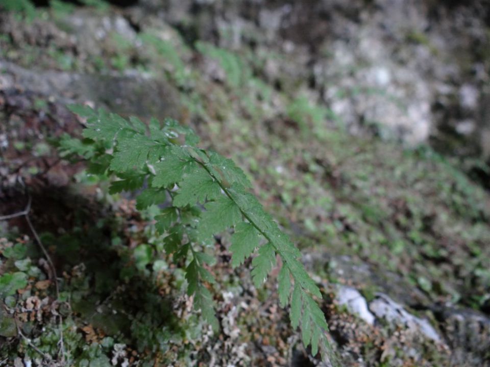 OLJŠEVA, 1929 m, 8.7.2012 - foto povečava