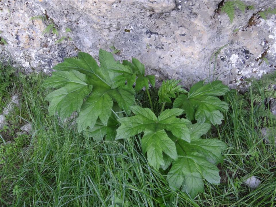 OLJŠEVA, 1929 m, 8.7.2012 - foto povečava