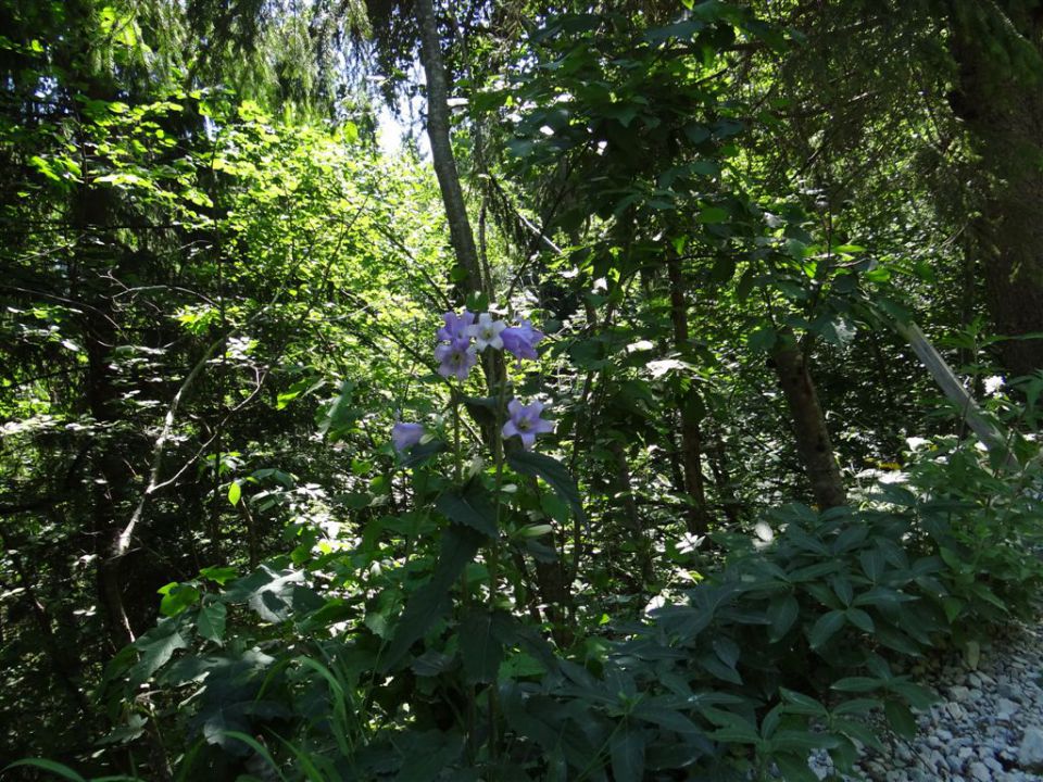 OLJŠEVA, 1929 m, 8.7.2012 - foto povečava